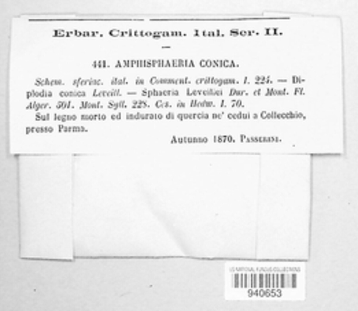 Amphisphaeria umbrina image